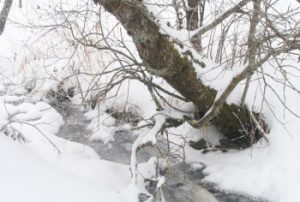 Gefrorener Bachlauf Schützenbach im Winter
