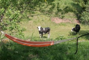 Kühe schauen auf die Hängematte am früheren Seilerhansenhof