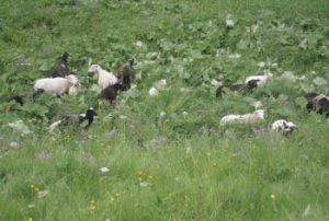 Schafe weiden in der Nähe vom Seilerhansenhof