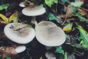 Pilze im Wald entdeckt