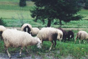 Schafe auf der Strasse Seilerhansenhof