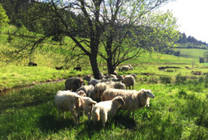 Schafe in der Nachbarschaft