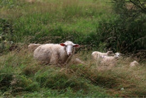 Schafe in der Nachbarschaft
