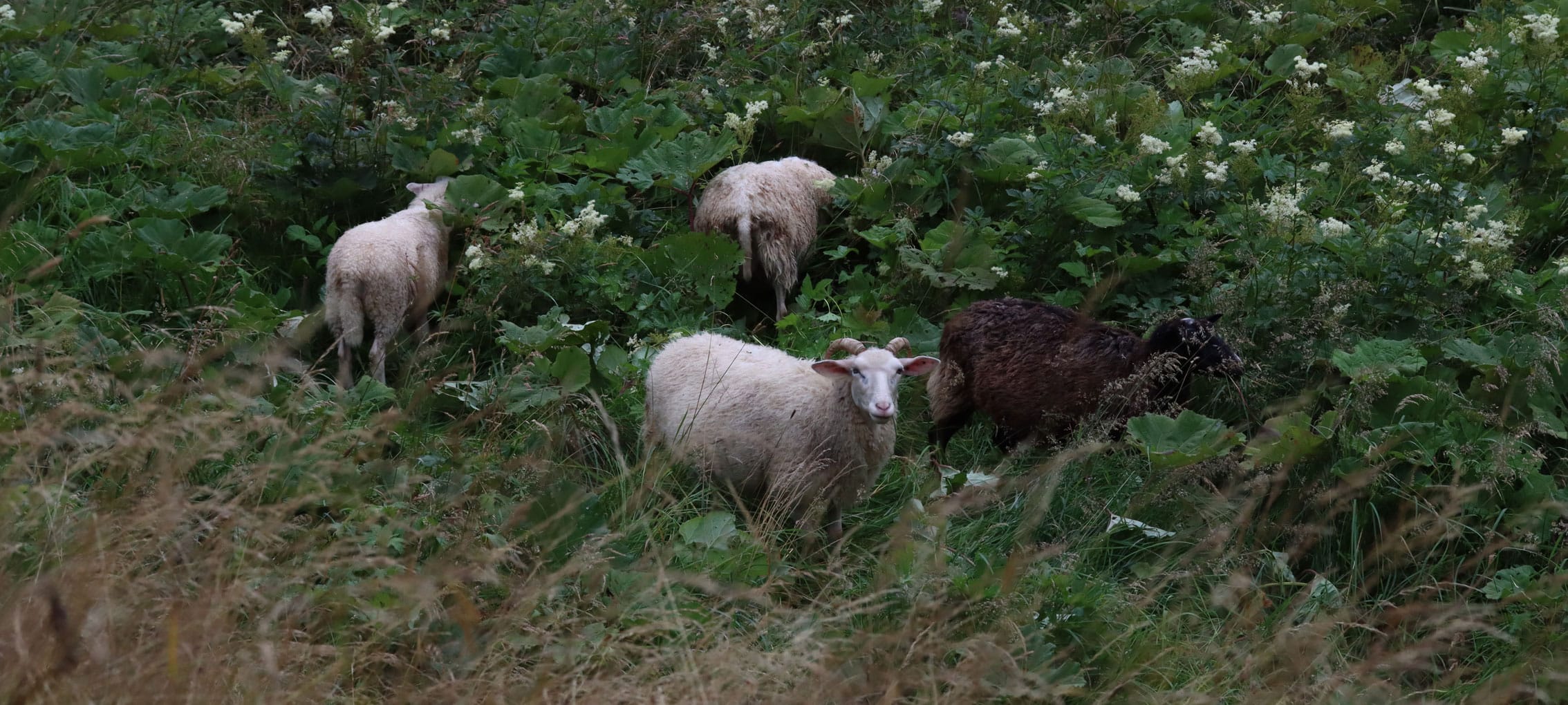 Schafe beim Seilerhansen Hof