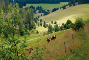 Vorderschützenbach, Furtwangen, Schwarzwald, Seilerhansenhof, Ferienhaus am früheren Seilerhansenhof, Kuhweide, Kühe