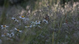 Seilerhansenhof, Schwarzwald, Ferienhaus am früheren Seilerhansenhof, Wiese, Gartenwiese, Margeriten