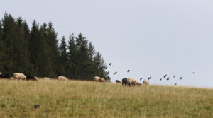 Vorderschützenbach, Furtwangen, Schwarzwald, Seilerhansenhof, Ferienhaus am früheren Seilerhansenhof, Schafe, Weide, Schafe auf Weide mit Krähen am Himmel, Spätsommertag