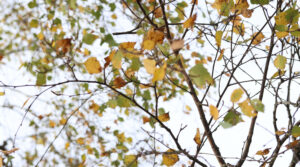 Birkenblätter im Garten am Baum
