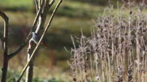 Hausrotschwanz im Garten des Ferienhauses am früheren Seilerhansenhof in Furtwangen im Schwarzwald