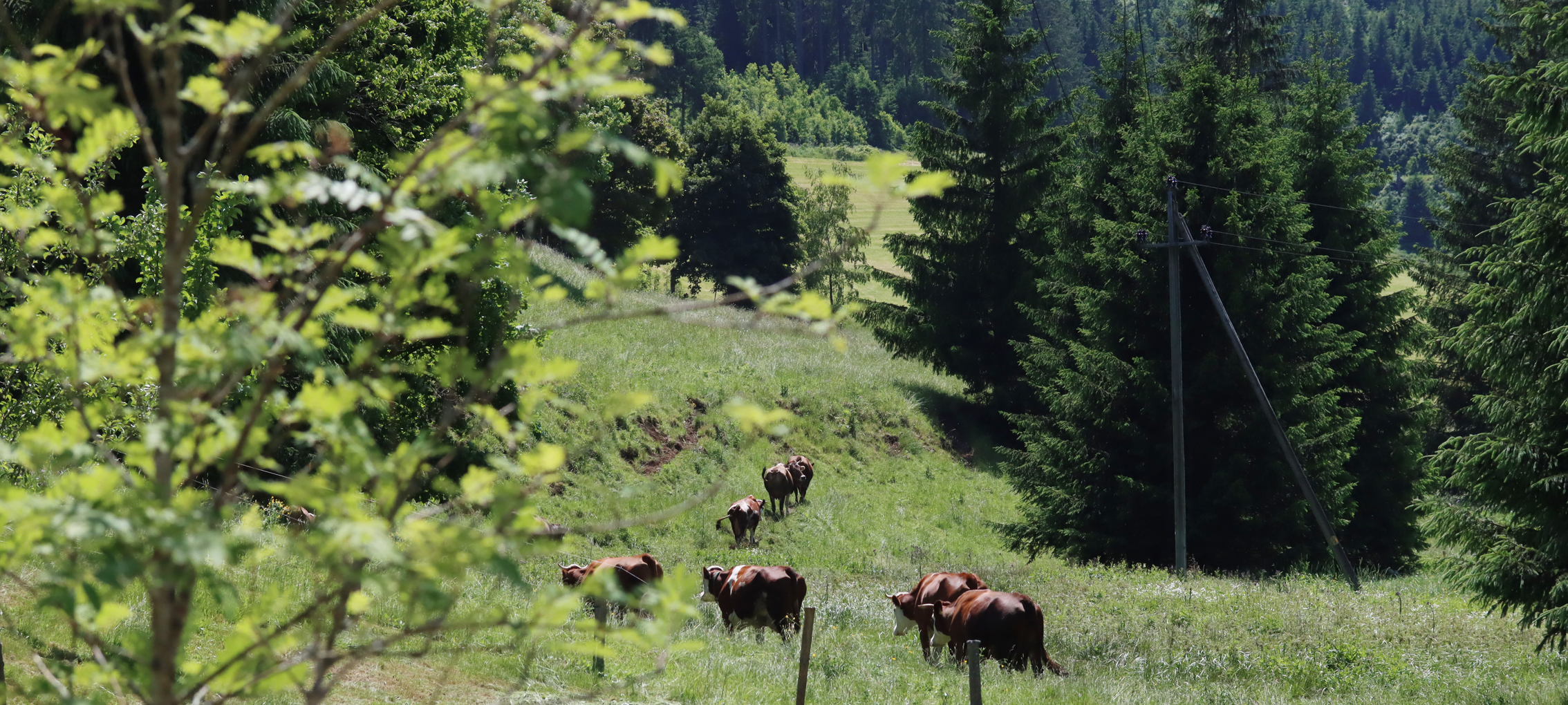 Schafe beim Seilerhansen Hof