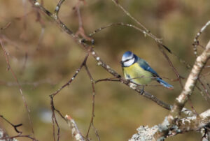 Blaumeise in der Gartenbirke, Seilerhansenhof