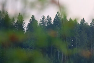Blick an den Waldrand mit Fichtenspitzen, Seilerhansenhof