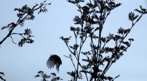Vogelbeobachtung vom Ferienhaus am früheren Seilerhansenhof